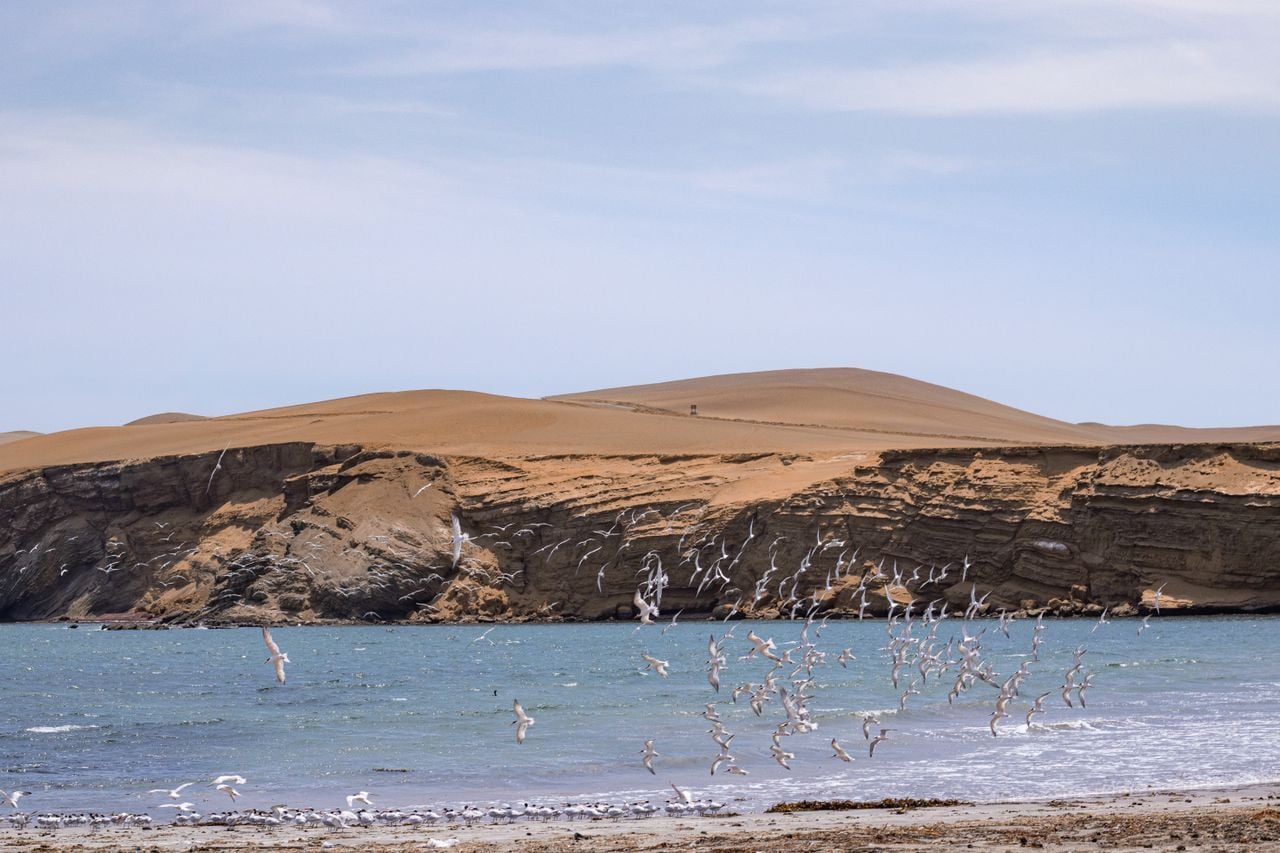 Reserva Nacional de Paracas: fauna, playas y accesos